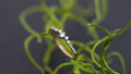 Sterling Silver Moissanite Cluster Ring: Minimalist Dainty Promise Jewelry